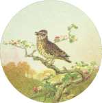 Circular woodlark drawing